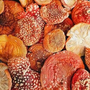AMANITA MUSCARIA RAW FORM 25G